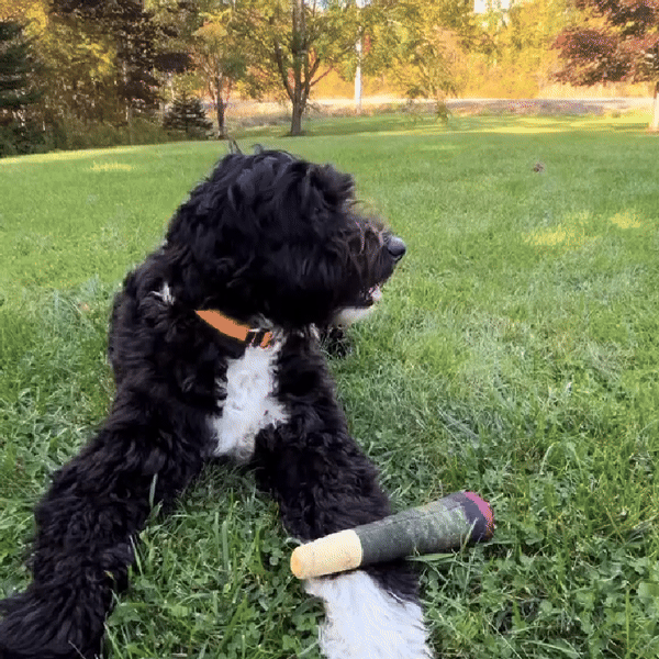 🐾Pet Teething Toys