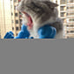 3D printed parody pet props Hulk arm with a halter neck