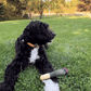 🐾Pet Teething Toys